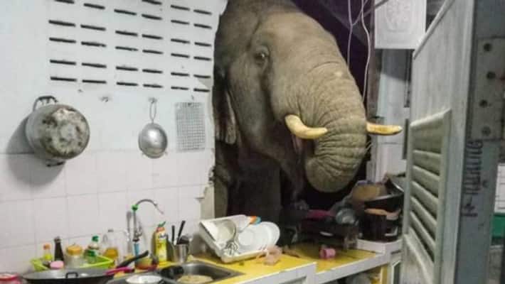 hungry elephant in kitchen video hungry elephant in kitchen video