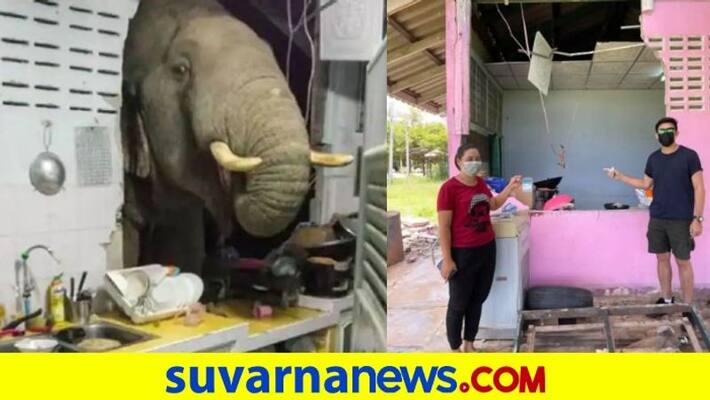 Elephant in the room Animal crashes through kitchen wall as it looks for food dpl Elephant in the room Animal crashes through kitchen wall as it looks for food dpl
