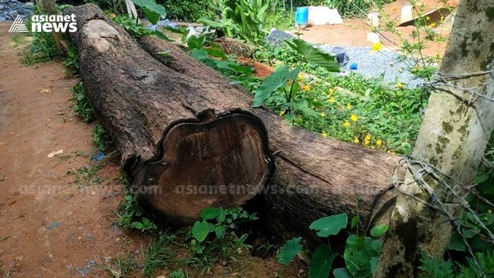 Special village officer arrested in Muttil tree felling case Special village officer arrested in Muttil tree felling case