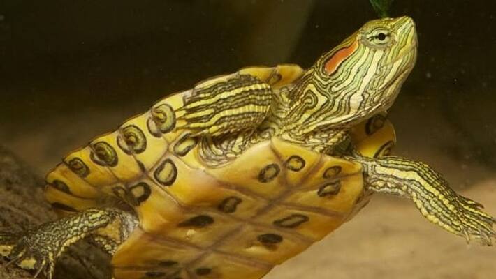 giant tortoise named Red Yard was rescued in the Sundarbans bpsb giant tortoise named Red Yard was rescued in the Sundarbans bpsb