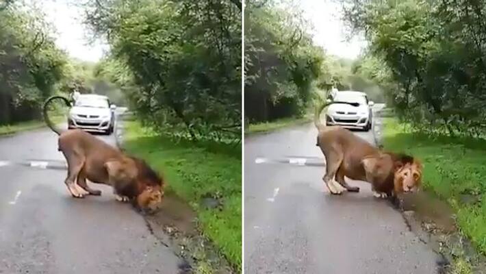 Video of Gir National Park's Asiatic lion in Gujarat welcoming monsoon goes viral again-tgy Video of Gir National Park's Asiatic lion in Gujarat welcoming monsoon goes viral again-tgy