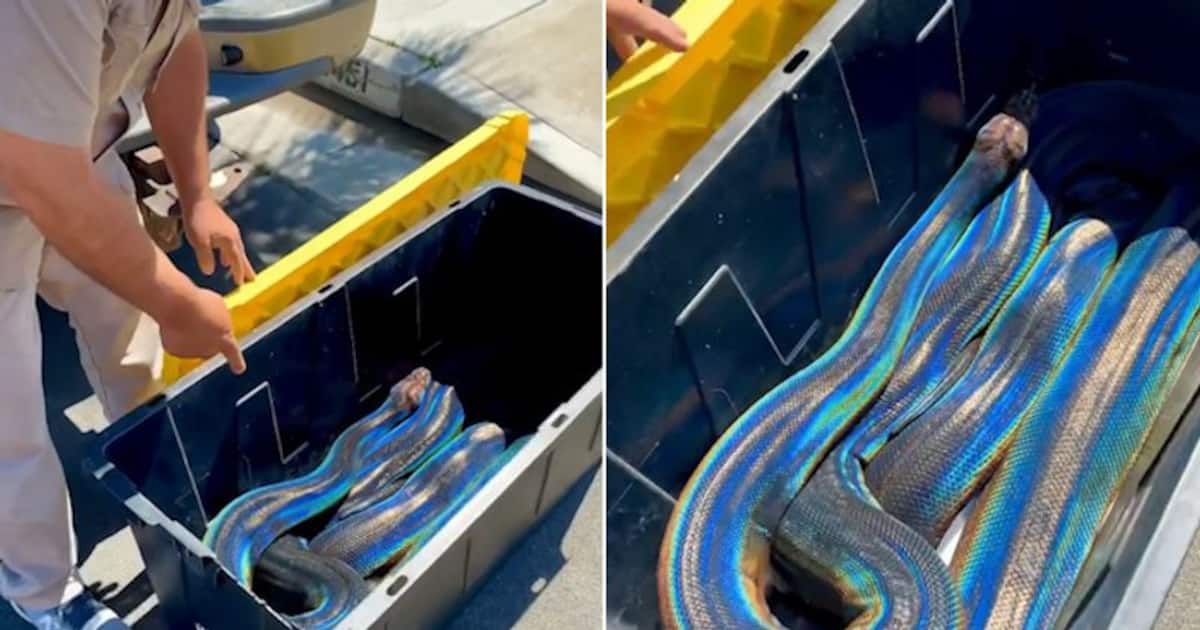 Incredible rainbow reticulated python leaves internet in awe; watch the ...