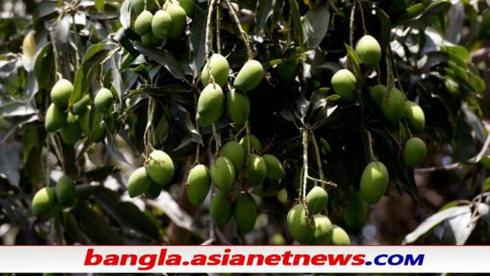 Pakistan is selling sugar-free mangoes for diabetics at affordable prices ALB Pakistan is selling sugar-free mangoes for diabetics at affordable prices ALB