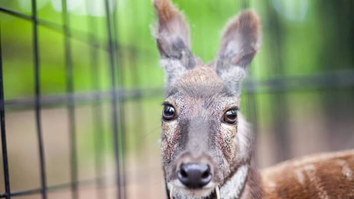 Nepal plans to launch commercial farming of wild animals Nepal plans to launch commercial farming of wild animals