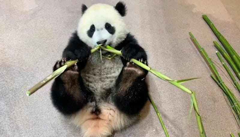 World Bamboo Day 2021 Health benefits of the plant that you did not know about dpl