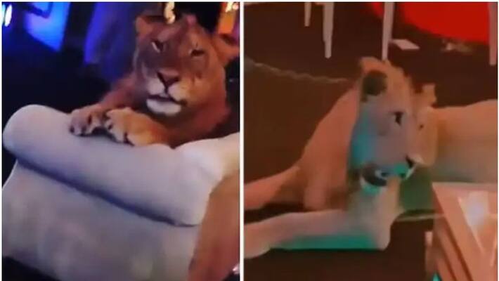 The lion was seduced and displayed for birthday party, social media criticize pak influencer The lion was seduced and displayed for birthday party, social media criticize pak influencer