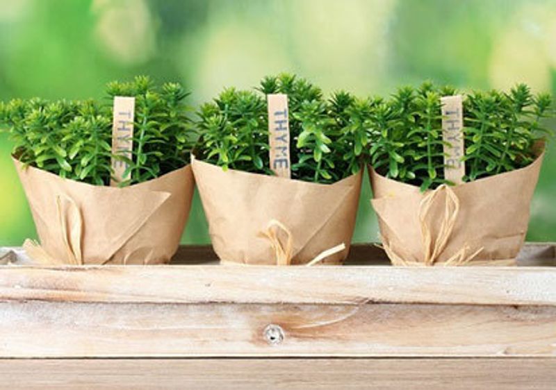 Thyme: To relieve headache pain, dab a drop or two of thyme or rosemary essential oil on each temple and on your forehead. Rub gently into the skin, then sit quietly for several minutes to let this home remedy work.
