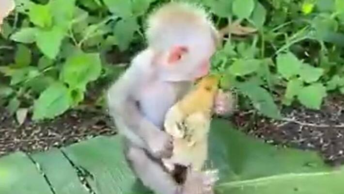 Small baby monkey seen babysitting a little chick gives it a cute kiss video goes viral ckm Small baby monkey seen babysitting a little chick gives it a cute kiss video goes viral ckm