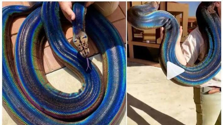 Viral Video of This Stunning Rainbow Snake Viral Video of This Stunning Rainbow Snake