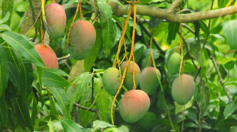 சோனாரோ, க்ளென், கீட் என இந்த மாம்பழங்களுக்கு பெயரிடப்பட்டுள்ளது. சிந்துரி மற்றும் சவுன்ஸ் வகை மாம்பழங்களில் 12 முதல் 15 சதவீதம் வரை சர்க்கரை அளவு இருப்பதால் சர்க்கரை நோயாளிகள் அதை தவிர்க்கின்றனர். 