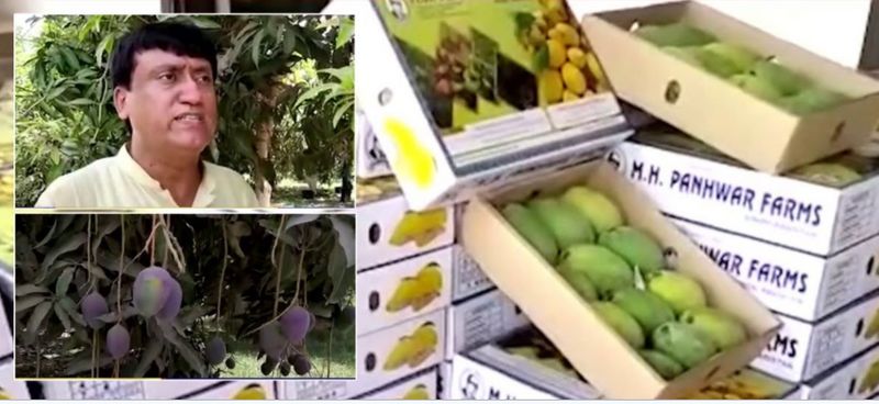 அதற்கு காரணம் மாம்பழத்தில் உள்ள அதிகப்படியான சர்க்கரையின் அளவு தான் காரணம். ஆனால் இயற்கையே ஆச்சர்யப்படும் அளவிற்கு பாகிஸ்தானைச் சேர்ந்த எம்.எச். பன்வார் ஃபார்ம்ஸ் பண்ணையைச் சேர்ந்த மாம்பழ நிபுணரான குலாம் சர்வார் சர்க்கரை நோயாளிகள் கூட சாப்பிடக்கூடிய ‘சுகர்ஃபிரீ’ மாம்பழங்களை விளைவித்துள்ளார். 