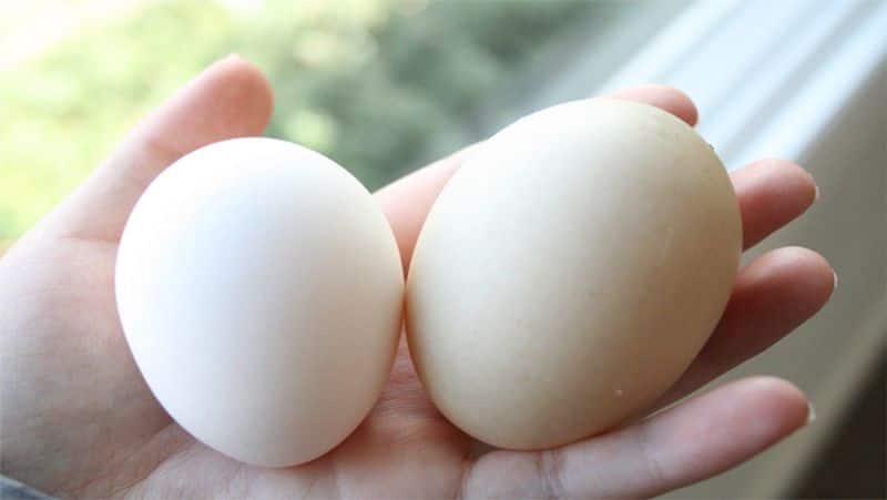Best beauty tips with egg for soft skin full details are here