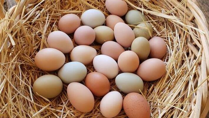 Eggs fresh or stale trick to recognize new and old eggs in the market BDD Eggs fresh or stale trick to recognize new and old eggs in the market BDD