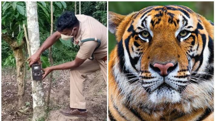 Tiger spotted in Meenangadi CC; The locals cries for setting a trap Tiger spotted in Meenangadi CC; The locals cries for setting a trap