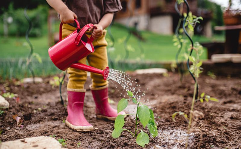 If you have a garden, use a water can for your plants as a hosepipe tends to waste more water. You should mulch your plants and water them early morning or late evening to prevent evaporation and the need to keep watering constantly.