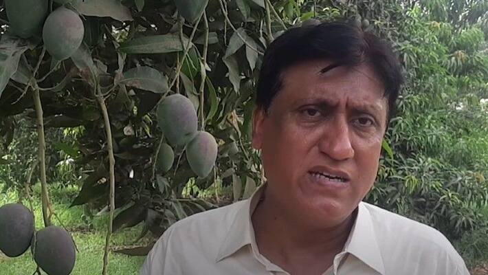 Low sugar mangoes for diabetic patients Low sugar mangoes for diabetic patients