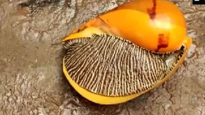 rare large sea snail found in east godavari district of andhra pradesh, rare large sea snail found in east godavari district of andhra pradesh,