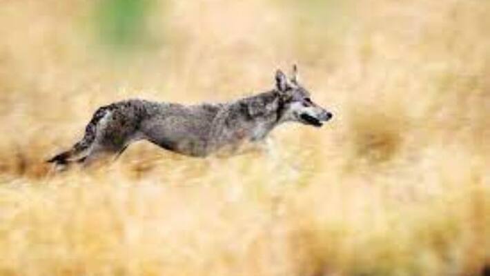 Youth Merciless behavior After Killed Wolf in lakshmeshwar snr Youth Merciless behavior After Killed Wolf in lakshmeshwar snr