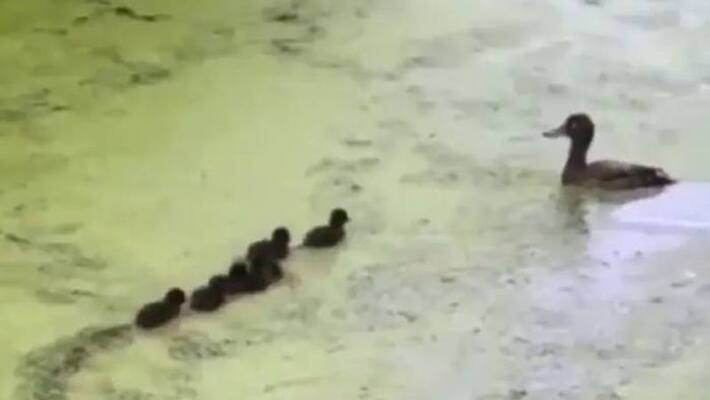 Hide and Seek of mother duck viral video Hide and Seek of mother duck viral video