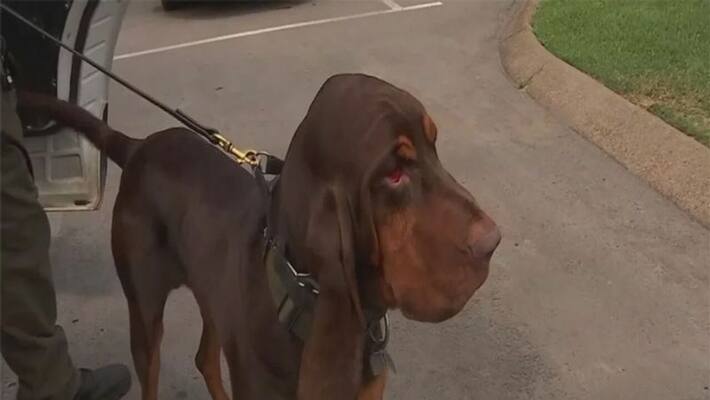 Two Women Drag Dog Behind Two-Wheeler, Arrested On Animal Cruelty Charges Two Women Drag Dog Behind Two-Wheeler, Arrested On Animal Cruelty Charges