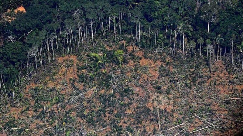 eagle faces starvation in amazon rainforest