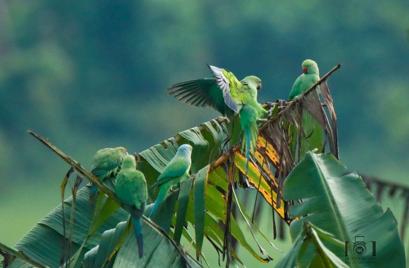 ലോകത്ത് ഇതുവരെ കണ്ടെത്തിയതില് 86 ജനുസുകളിലായി 372 ഓളം തത്തകളാണുള്ളത്. തെക്കേ അമേരിക്ക, ആസ്ട്രേലിയ എന്നിവിടങ്ങളിലാണ് കൂടുതല് വ്യത്യസ്തമായ തത്തകളുള്ളത്. 