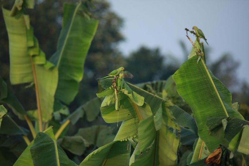 മതിലിലും ചുമരുകളിലും ഉള്ള ദ്വാരങ്ങളും തത്തകൾ കൂടുകളായി ഉപയോഗിക്കും. മാളത്തിനുള്ളിൽ കൂടുണ്ടാക്കാതെ തന്നെ തത്തകൾ മുട്ടയിടും. 