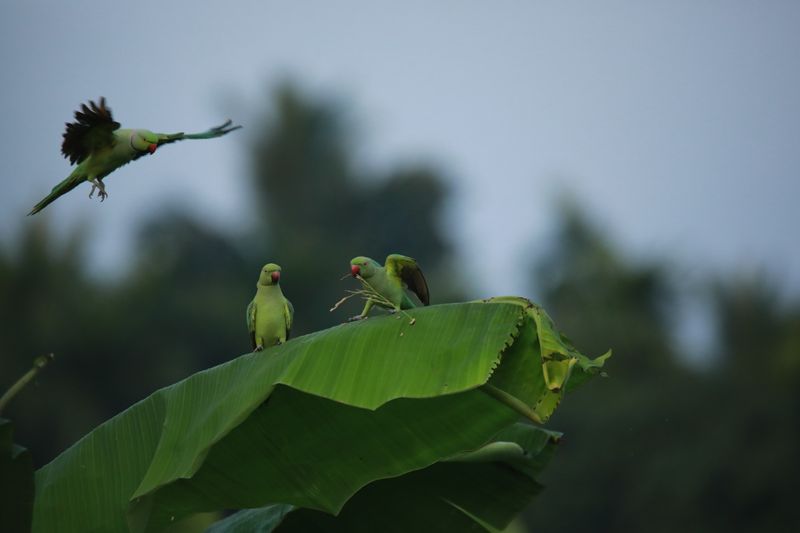 സാധാരണ നാല് വരെ മുട്ടകളിടുന്നു. മുട്ട വിരിഞ്ഞു വരുന്ന കുഞ്ഞുങ്ങൾക്ക് കാഴ്ചയുണ്ടാകില്ലെന്ന പ്രത്യേകതയുണ്ട്. 