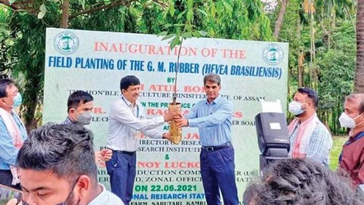 genetically modified rubber planted in Assam genetically modified rubber planted in Assam