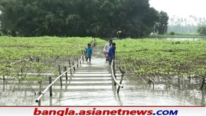 The agricultural lands of Murshidabad have been severely damaged due to continuous rain RTB The agricultural lands of Murshidabad have been severely damaged due to continuous rain RTB