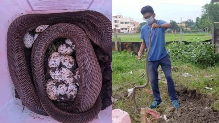 Gokhro snake with 35 eggs was recovered from Raiganj bsm Gokhro snake with 35 eggs was recovered from Raiganj bsm