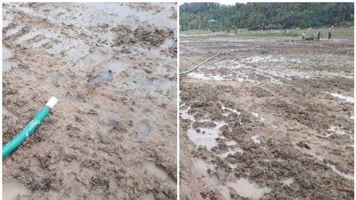 wayanad shortage of rain paddy farmers in crisis wayanad shortage of rain paddy farmers in crisis