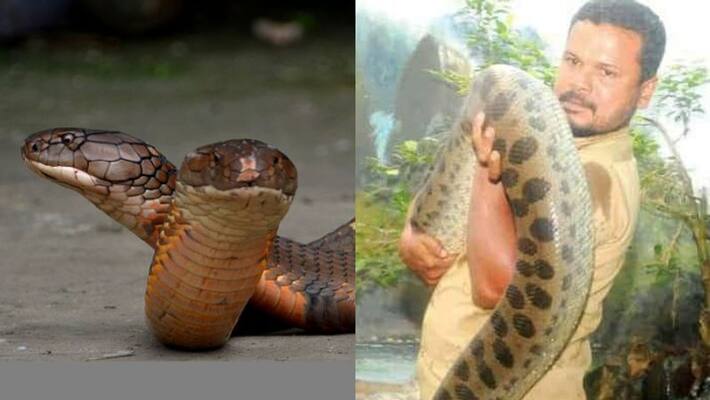 animal keeper who died in trivandrum zoo closed the king cobras cage even after getting Snake bite animal keeper who died in trivandrum zoo closed the king cobras cage even after getting Snake bite