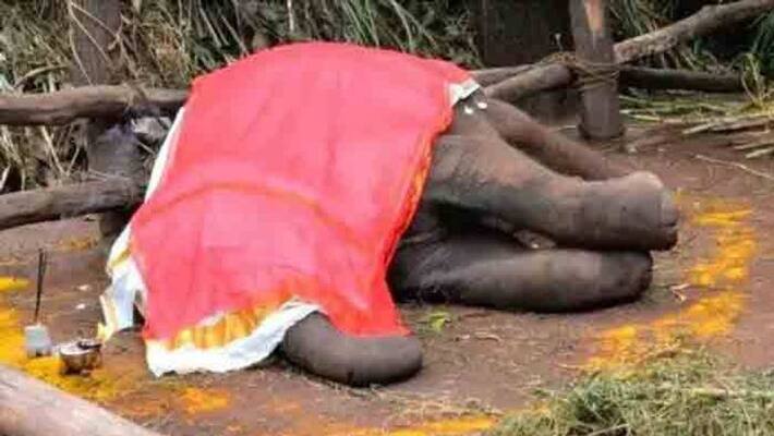 Rare virus caused the death of baby elephant Rare virus caused the death of baby elephant
