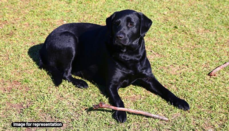 Human best companions dogs must be fed to get rid of problems in life
