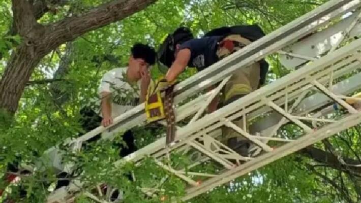rescue video of a man and cat both got stuck in a tree rescue video of a man and cat both got stuck in a tree