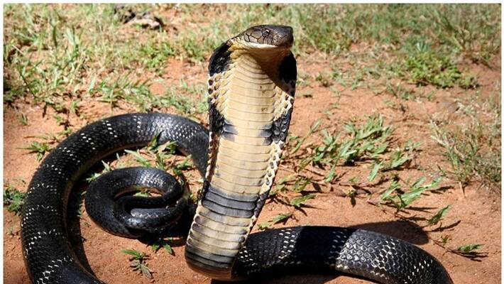 dr ps jinesh facebook post about snake bite dr ps jinesh facebook post about snake bite