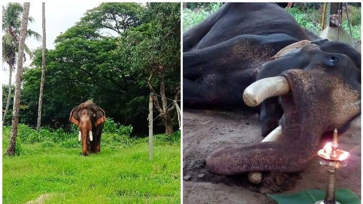 guruvayur valiya madhavankutty elephant dies guruvayur valiya madhavankutty elephant dies