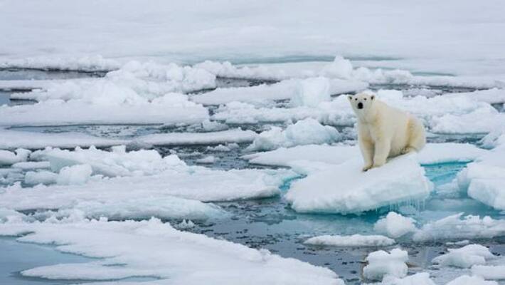 last ice area melting and critical for polar bears survival last ice area melting and critical for polar bears survival