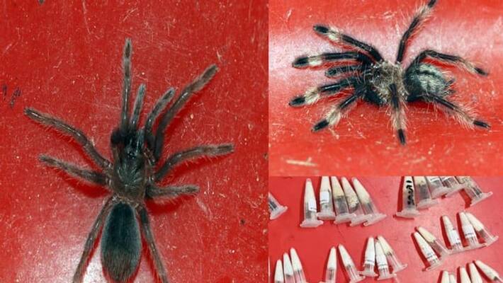 A parcel from Poland to Aruppukkottai. The spider was stuffed in 107 vials. A parcel from Poland to Aruppukkottai. The spider was stuffed in 107 vials.