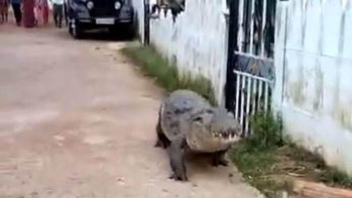 Panic grips Karnataka village after crocodile found strolling on streets bmm Panic grips Karnataka village after crocodile found strolling on streets bmm