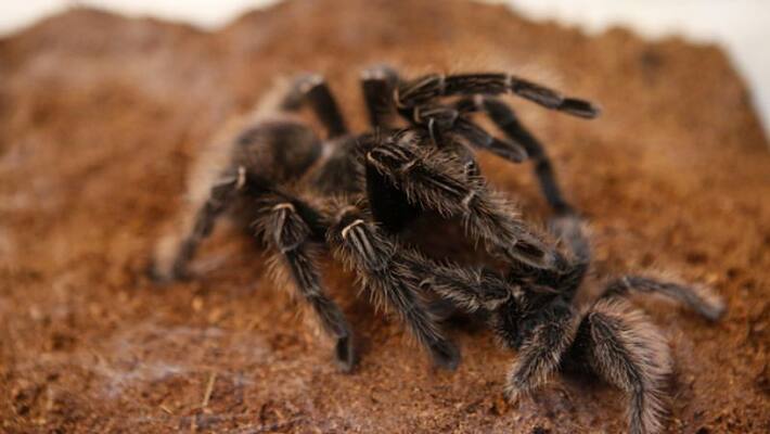 Custom officials seize live spiders in parcel sent from Poland in chennai Custom officials seize live spiders in parcel sent from Poland in chennai