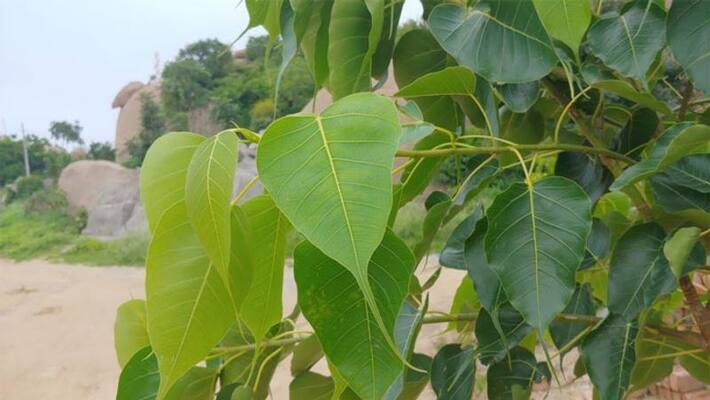 What happens if you make rounds around the mango tree ..? What happens if you make rounds around the mango tree ..?