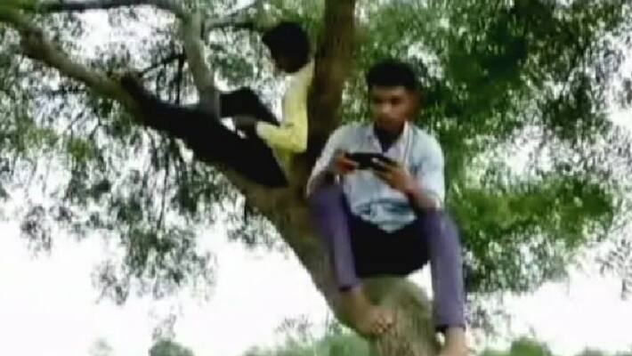 network tree of maharashtra village gets huge attention network tree of maharashtra village gets huge attention