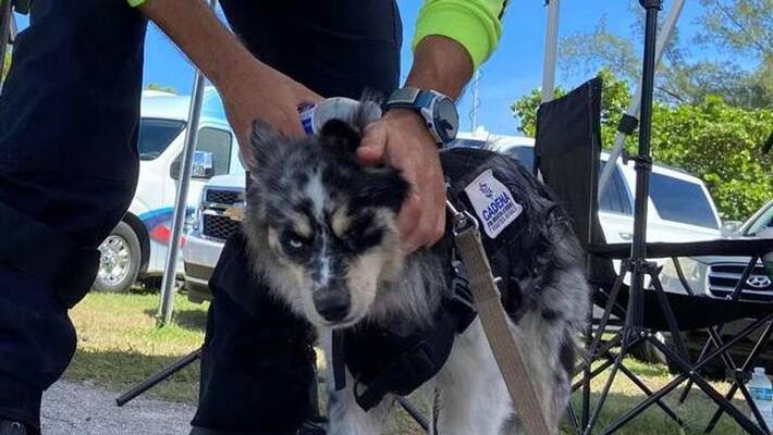 dogs in rescue effort and therapy Florida building collapse dogs in rescue effort and therapy Florida building collapse