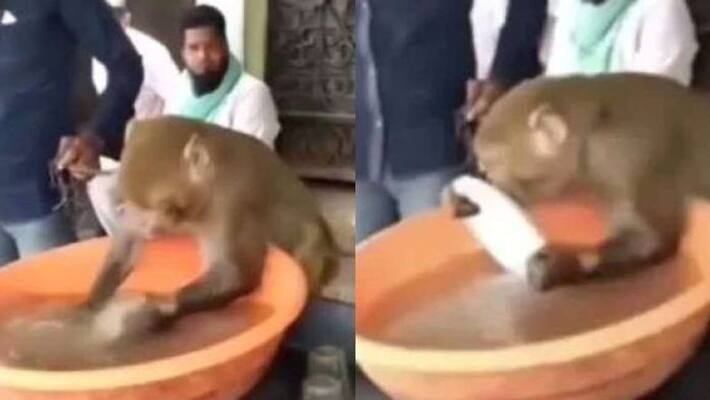 Monkey washing utensils viral video Monkey washing utensils viral video