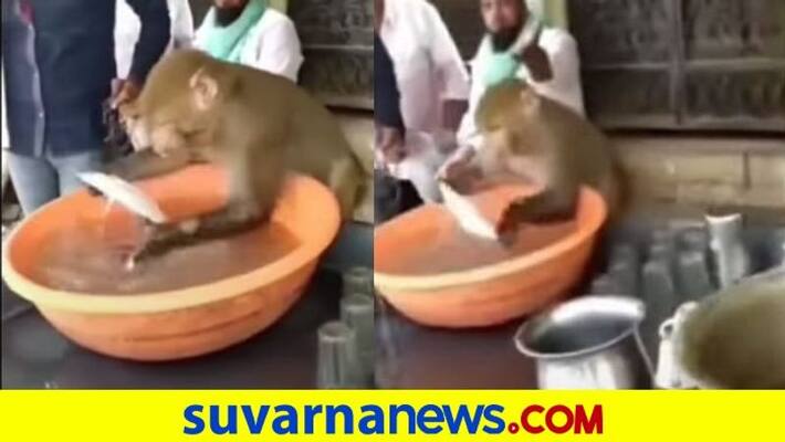 Monkey washes plates at chai stall video goes viral dpl Monkey washes plates at chai stall video goes viral dpl