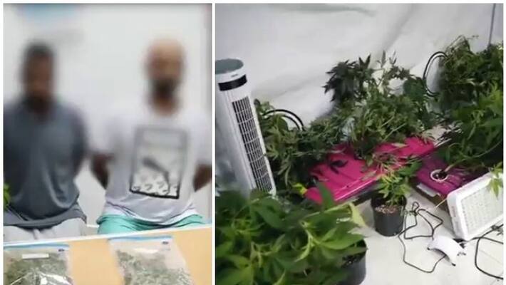 two arrested in kuwait for growing marijuana plants inside a house two arrested in kuwait for growing marijuana plants inside a house