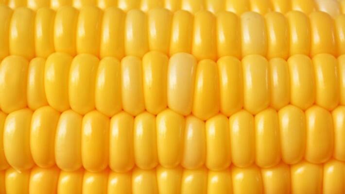 Corn benefits in winter prevent five health issues BDD Corn benefits in winter prevent five health issues BDD