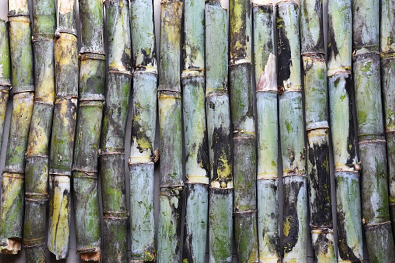Promotes Gut Health: A healthy gut and digestive system is linked with weight loss. Sugarcane juice has been recommended by Ayurveda to improve bowel movements, relieve constipation and also for treating acidity and heartburn, thereby, promoting a healthy digestive system.
